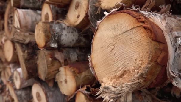 自由度 大量的木柴堆放在巨大的柴垛完美的细节 完美堆积新切桦木硬木 大砍伐 锯树干储存在巨大的木材堆场 — 图库视频影像