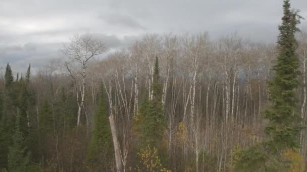 Vzdušný Zblízka Létání Nad Porostem Stromů Nádherné Holé Bříza Nádherné — Stock video
