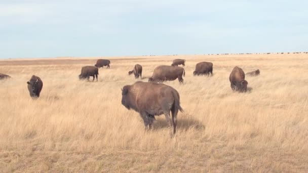 在炎热的夏日 阳光明媚的日子 一群大水牛在草原上放牧 旱灾期间 野牛公牛在荒地国家公园干旱草上放牧 — 图库视频影像