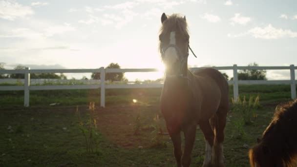 Cerrar Moción Lenta Retrato Dos Hermosos Ponis Pastando Campo Pastoreo — Vídeo de stock