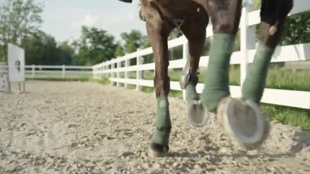 Close Slow Motion Dof Detail Van Paard Lag Beveiligd Met — Stockvideo