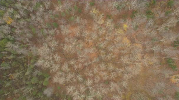 Aerial Top Volando Por Encima Hermoso Bosque Mixto Caducifolios Coníferas — Vídeos de Stock