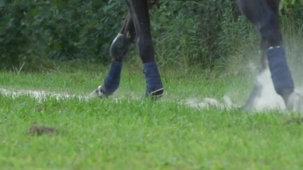 Slow Motion Närbild Detalj Stark Mörk Brun Häst Ben Med — Stockvideo