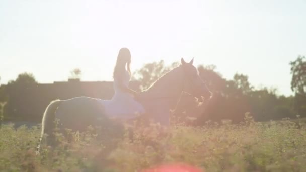 慢动作 Dof 一个年轻的农民妇女的剪影白色礼服鞍骑令人惊叹的灰色马通过粉红色开花荞麦田在阳光明媚的乡村在金色夕阳 — 图库视频影像