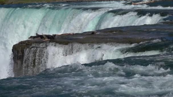 Slow Motion Close Powerful Raging Whitewater Waterfall Flowing Forcefully Steep — Stock Video