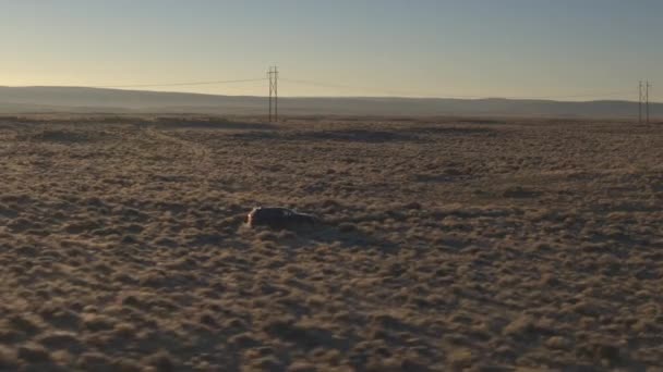 Aerial Flying Black Suv Car Driving Endless Bushy Desert Sunrise — Stock Video