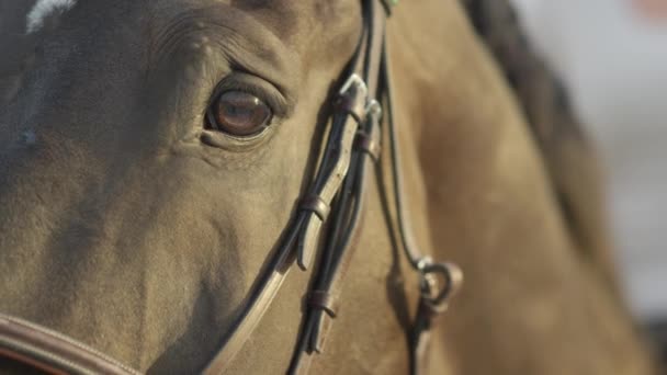 見事な暗い湾スタリオン カメラを直接見て ゆっくりとまばたきのクローズ アップ スローモーション Dof 肖像画 美しい馬のまばたきのディテール 長い睫毛を Glimpsing — ストック動画