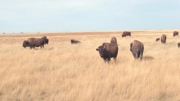 暑い夏の晴れた日に乾燥草原草原に放牧大きな水牛の群れをクローズ アップ 干ばつの間に乾いた乾燥草バッドランズ国立公園で放牧バイソン牛 — ストック動画