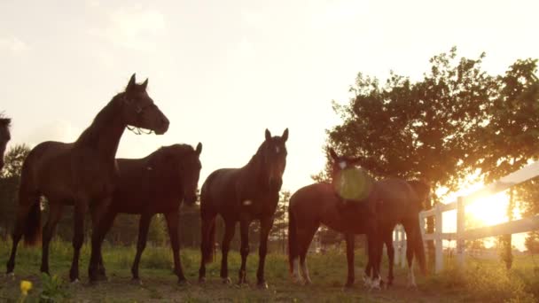 慢动作 美丽的棕色马站在排在令人惊叹的金色的夕阳日落 日出时农场牧场上的种马 Geldings 马驹和小马队群 — 图库视频影像