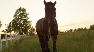 Ağır çekim yakın çekim: Ayrıntı ağız dolusu çim mera alanı üzerinde şaşırtıcı Altın ışık günbatımında çiğneme at. Güzel aygır ayakta beyaz ahşap corral yakın ve çayır güneş doğarken otlatma