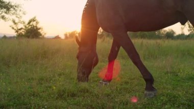 Ağır çekim, Close Up: çayır sahada güzel güneşli yaz sabahı otlatma güzel karanlık defne aygır. Çarpıcı kahverengi iğdiş edilmiş hayvan at çiftliği üzerinde taze çimenlerin üzerinde şaşırtıcı altın güneş doğarken otlatılması