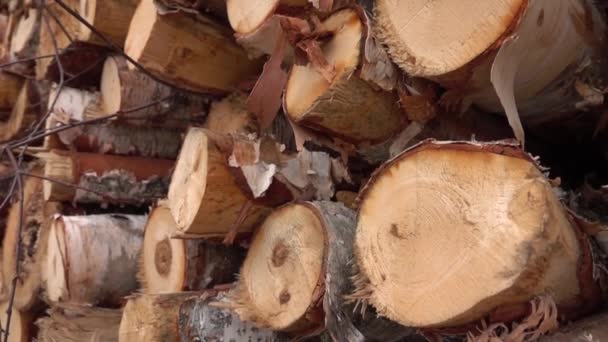 CLOSE UP, DOF : Détail de la grande pile de bois de chauffage empilée parfaitement dans une énorme pile de bois. Bois franc de bouleau fraîchement coupé parfaitement empilé. Gros troncs d'arbres abattus, hachés et sciés stockés dans une immense cour à bois 