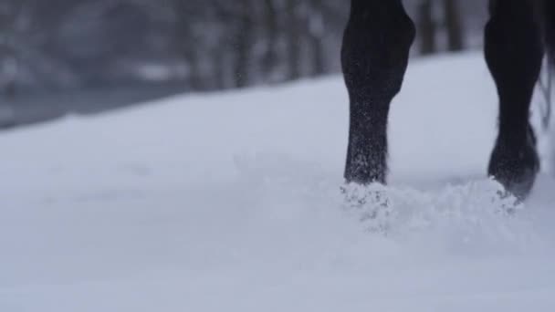 スローモーション クローズ アップ 被写し界深度 美しい馬の冬のワンダーランドの白い雪に覆われた毛布を歩きます 強い暗い湾種馬は柔らかい雪に足を踏み入れます 小さな雪片ひづめと髪に蓄積 — ストック動画