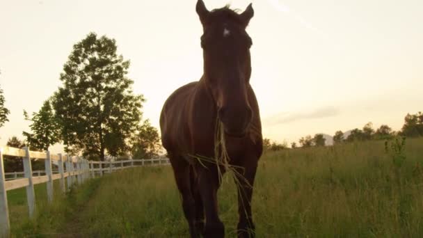 Slow Motion Close Detail Horse Chewing Mouthful Grass Pasture Field — стоковое видео