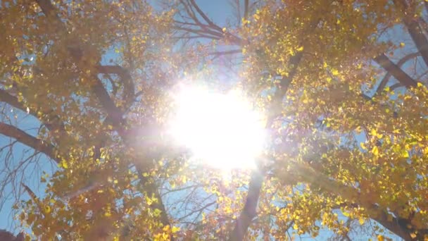 Solen Skiner Genom Ljusa Gula Träd Lämnar Solig Dag Höst — Stockvideo