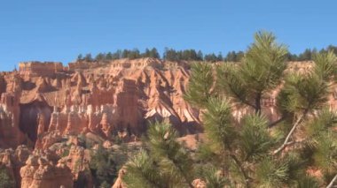 Bryce Canyon Milli Parkı çok güzel güneşli günde çarpıcı ünlü amfitiyatro güzel manzarasına. İfşa sonsuz kumtaşı Hudu oluşumları bir çam ağacı Bryce Canyon çölünde, Utah ABD arkasında