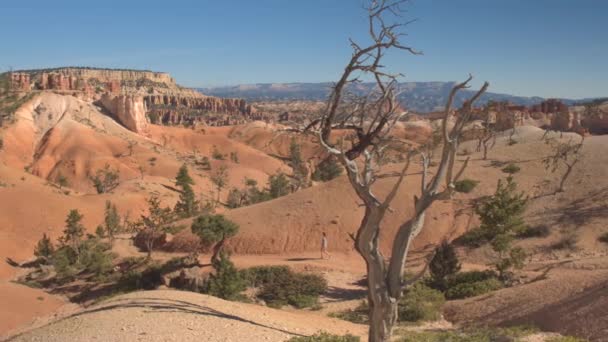 Oigenkännlig Kvinna Hiker Promenader Switchback Väg Att Utforska Majestic Hoodoo — Stockvideo