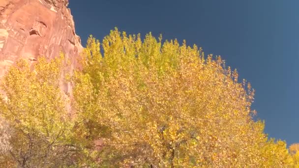 Fechar Passando Pelas Deslumbrantes Copas Árvores Amarelas Brilhantes Dia Ensolarado — Vídeo de Stock
