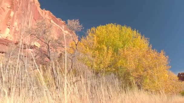 Cerrar Impresionantes Árboles Color Amarillo Brillante Hierba Seca Soleado Día — Vídeos de Stock