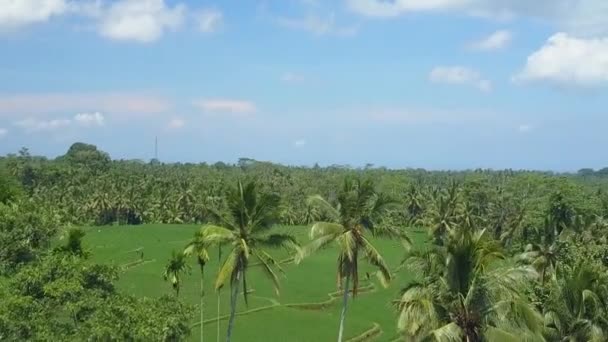 Luftaufnahme Schwindeleffekt Flug Über Prachtvolle Reisfelder Inmitten Des Dichten Sattgrünen — Stockvideo