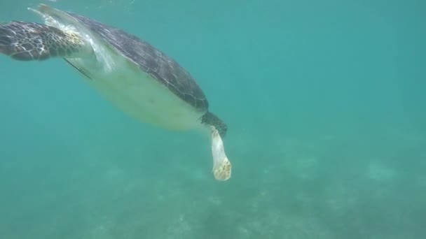 Onderwater Slowmotion Close Groene Zeeschildpad Zwemmen Duidelijk Oceaan Lagune Voeden — Stockvideo