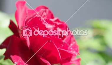 Dof kadar yavaş hareket yakın: Taze yağmur suyu güzel çiçek gül çiçek güneşli günde yağmur düşer. Çiçek açan baharda düşen yağmur damlaları. Kırmızı kadife bırakarak küçük su damlacıkları çiçek gül