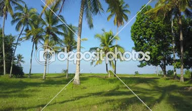 Hava yakın kadar uçan palmiye ağaç gövdeleri üzerinde yeşil çayır kıyıya doğru çarpıcı mavi okyanus dalgalanan arasında. Muhteşem ormanlık kumsalda Cennet Adası. Deniz dalgaları tarafından yıkanmış Bali kıyı şeridi