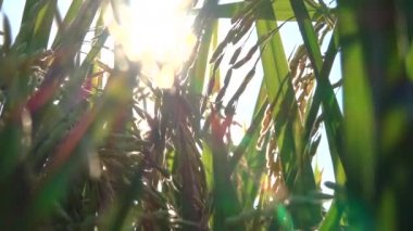 Makro yakın Up, düşük görüş açısı, Dof, Lens Flare: güzel olgun parlayan güneş gür yeşil pirinç çeltik alan üzerinde büyüyen pirinç bitki tohumları ekin. Muhteşem pirinç kulaklar, sulu bıçaklar ve yemyeşil yaprakları