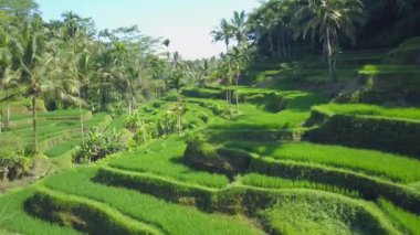 Hava kapatmak kadar uçan kapatmak dalgalı yeşil pirinç terasları ve Hindistan cevizi palmiye ağaçları Tegallalang, Bali, Endonezya bir tepe üzerinde yukarıda. Geleneksel pirinç büyüyen plantasyon alanda inanılmaz pirinç terasları