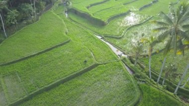 Hava: tanınmayan köylü sular altında pirinç çeltik alan palmiye ağacı orman kenarında üzerinde yukarıda uçan. Yerel çiftçi düz pirinç paddies Ubud, Bali, Endonezya organik pirinç yetiştiriciliği