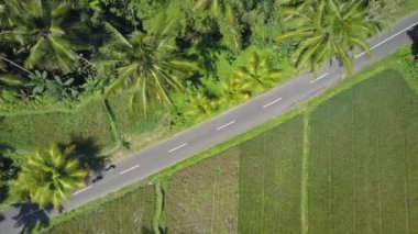 Hava, yukarıdan aşağı: yerel Ubud Town Bali Adası, Endonezya yemyeşil yeşil pirinç paddies aracılığıyla motosiklet sürme iki turist. İnsan ve doğa keşfetmek yemyeşil kırsal yoluyla scooter sürme kadınlar