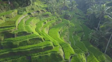 Hava: güzel dalgalı teraslı pirinç çeltik yoğun tropikal yağmur ormanları içinde yemyeşil palmiyeler çevrili alanlar üzerinde uçan. Güneşli yamaca sular altında pirinç terasları. Sulu pirinç Teras