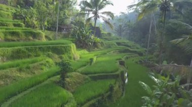 Hava: puslu tropikal yağmur ormanları içinde yemyeşil palmiyeler çevrili güzel dalgalı pirinç terasları yukarıda uçan. Ormanın ortasında güneşli yamaca sular altında pirinç terasları. Sulu pirinç ekimi