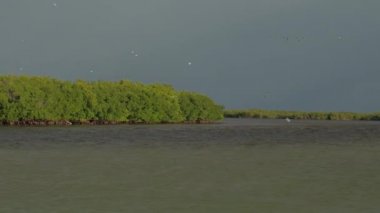 Güneşli akşam yağmur fırtınası önce çarpıcı Rio Lagartos lagün su yüzeyi üzerinde uçan martılar. Güzel mangrov bataklık gündoğumu, Yucatan, Meksika çamurlu nehir üzerinde kayma martılar