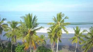 Hava, yakın: güzel kahverengi kumlu plaj manzara açığa ve çarpıcı muhteşem yemyeşil yeşil palmiye ağacı Kanopiler okyanus lagoon mavi. Küçük köpüklü deniz sıçramasına ve swashing volkanik kıyı dalgalar