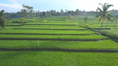 Hava yakın: tanınmayan köylüler puslu palmiye ağacı ormanda güzel güneşli sabahı pirinç çeltik tarlaları üzerinde çalışma yukarıda uçan. Düz pirinç paddies Ubud, Bali, Endonezya yetiştirilmesi çiftçiler