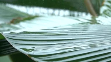 Ağır çekim, Close Up: Ağır yaz muson yağış sırasında gür yeşil muz palmiye yaprağına yağan yağmur damlaları detayını. Waterdrops çamaşır ağaç bitki örtüsü. Bahçede yeşil yaprakları dökülen yağmur