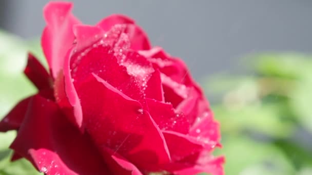 Zpomalený pohyb Close Up Dof: Kapky vody čerstvý déšť prší na krásné kvetoucí růže květ na slunečný den. Kapky padající v kvetoucí na jaře. Malé kapičky vody klesá na červené sametové růže květ