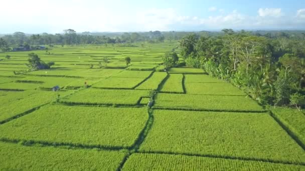 Luchtfoto Close Vliegen Boven Prachtige Groene Rijst Plantage Rijstvelden Uitgestrekte — Stockvideo