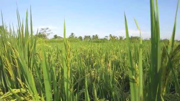 Bıçağı Kadar Yakın Yaprakları Olgun Pirinç Bitkileri Güneşli Bali Organik — Stok video