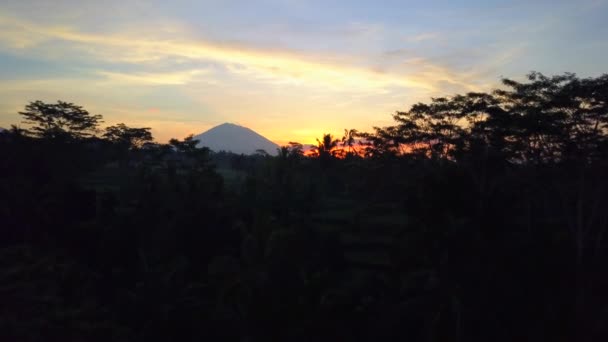 Aerial Flying Lush Overgrown Palm Tree Jungle Gorgeous Terraced Rice — Stock Video