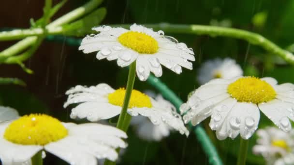 被写し界深度をクローズ アップ スローモーション 新鮮な雨水滴が晴れた日に白いデイジーの花のように雨が降っています 咲く春に落ち雨滴 白いデイジーの花草原フィールドにドロップ小さな水滴 — ストック動画