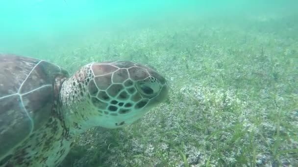 Underwater Slow Motion Close Green Sea Turtle Swimming Clear Ocean — Stock Video