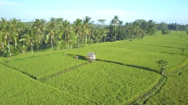 Vzdušný Zblízka Létání Nad Dva Nepoznání Vesničané Pracuje Rýže Rýžového — Stock video