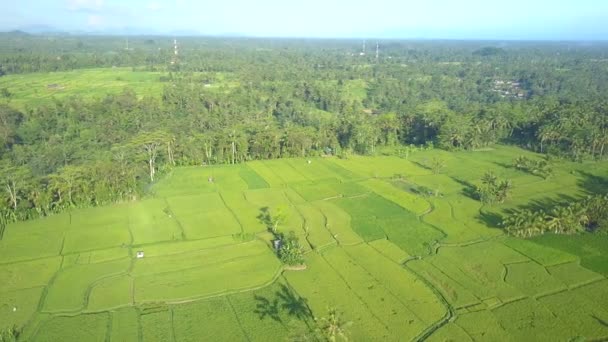 Antena Pływające Powyżej Niesamowitych Pól Ryżowych Zarośniętych Akacja Lasu Palmowego — Wideo stockowe