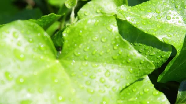 Slow Motion Close Raindrops Lush Green Ivy Leaves Rain Sunny — Stock Video