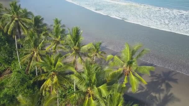 Antenowe Zbliżenie Pływające Powyżej Bujny Zielony Palmy Rosnące Linii Brzegowej — Wideo stockowe