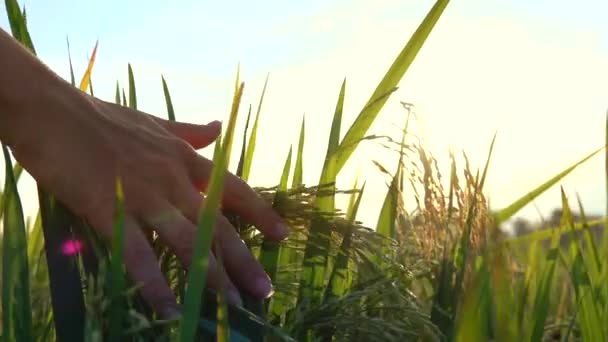 Zeitlupe Großaufnahme Linsenschlag Weibliche Hand Berührt Wunderschöne Reispflanzen Bei Herrlichem — Stockvideo