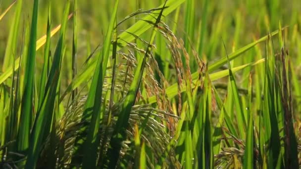 日当たりの良いバリ島で有機農業に豪華な水田に生育する水稲の上に稲穂のクローズ アップ スローモーション 幹に熟した種は 秋の収穫前に の穀物 — ストック動画