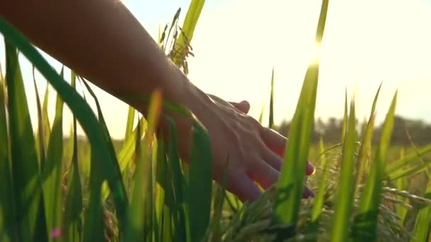 慢动作特写 镜头耀斑 女性手触摸美丽的水稻植物在华丽的金色光日出 在亚洲有机农场种植水稻作物的妇女 水稻叶子在日落时摇曳 — 图库视频影像